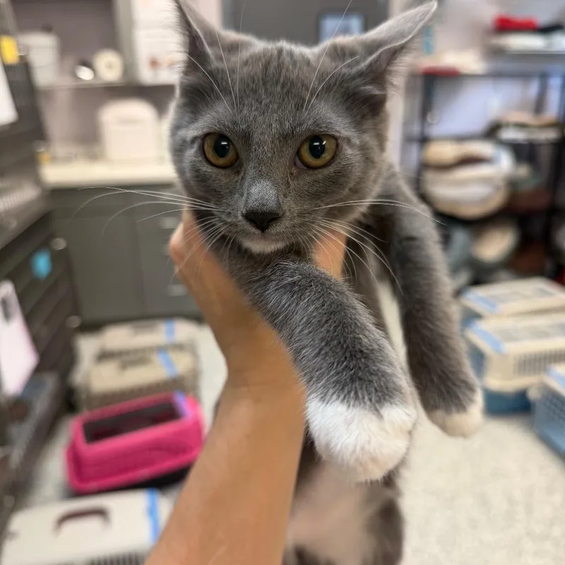 Lil Mittens thumbnail 2