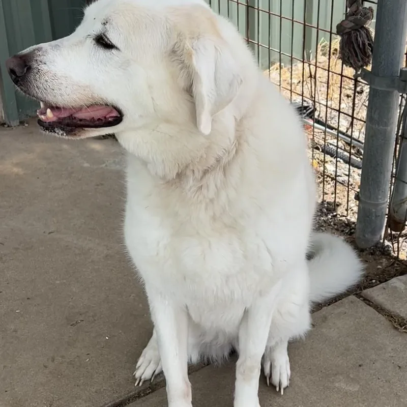 An adult large-sized female White / Cream Great Pyrenees dog named Wynonna for adoption in Lake Jackson, TX