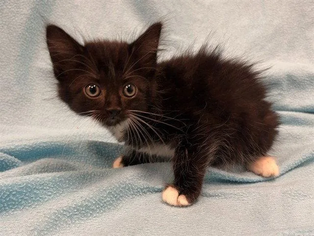 A baby small-sized female Black & White / Tuxedo Domestic Medium Hair cat named Nancy for adoption in Tavares, FL
