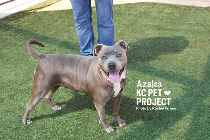 An adult large-sized female Gray / Blue / Silver Pit Bull Terrier dog named Azalea for adoption in Kansas City, MO
