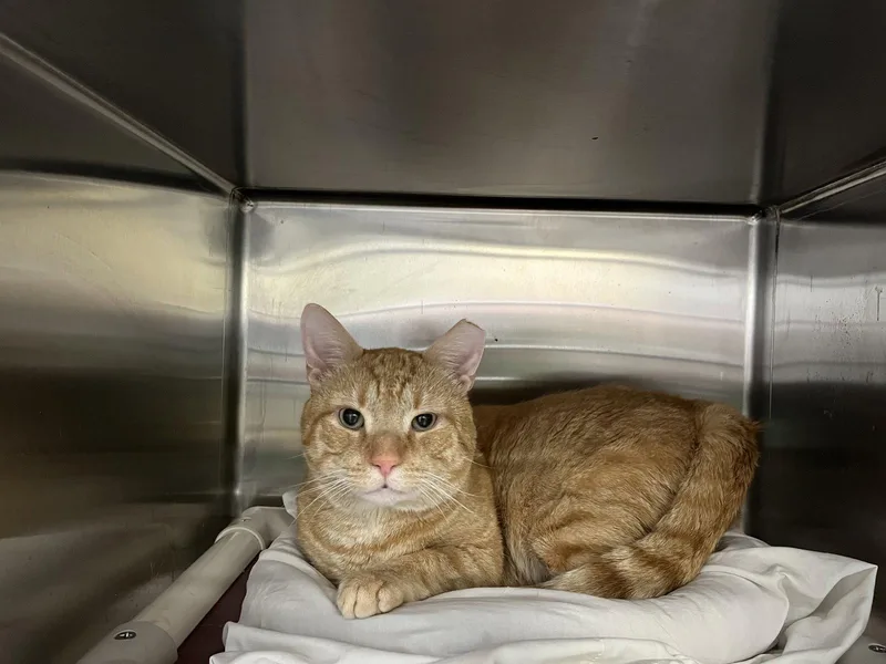 An adult large-sized male Orange / Red Domestic Short Hair cat named Bailey Simba for adoption in Trenton, NJ