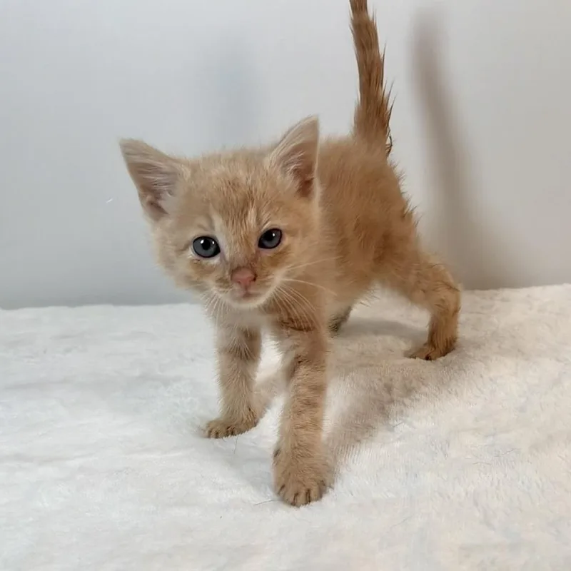 A baby small-sized male Domestic Short Hair cat named Wombat for adoption in Johnson City, TN