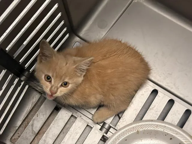 A baby small-sized female Domestic Short Hair cat named A for adoption in Charlotte, NC