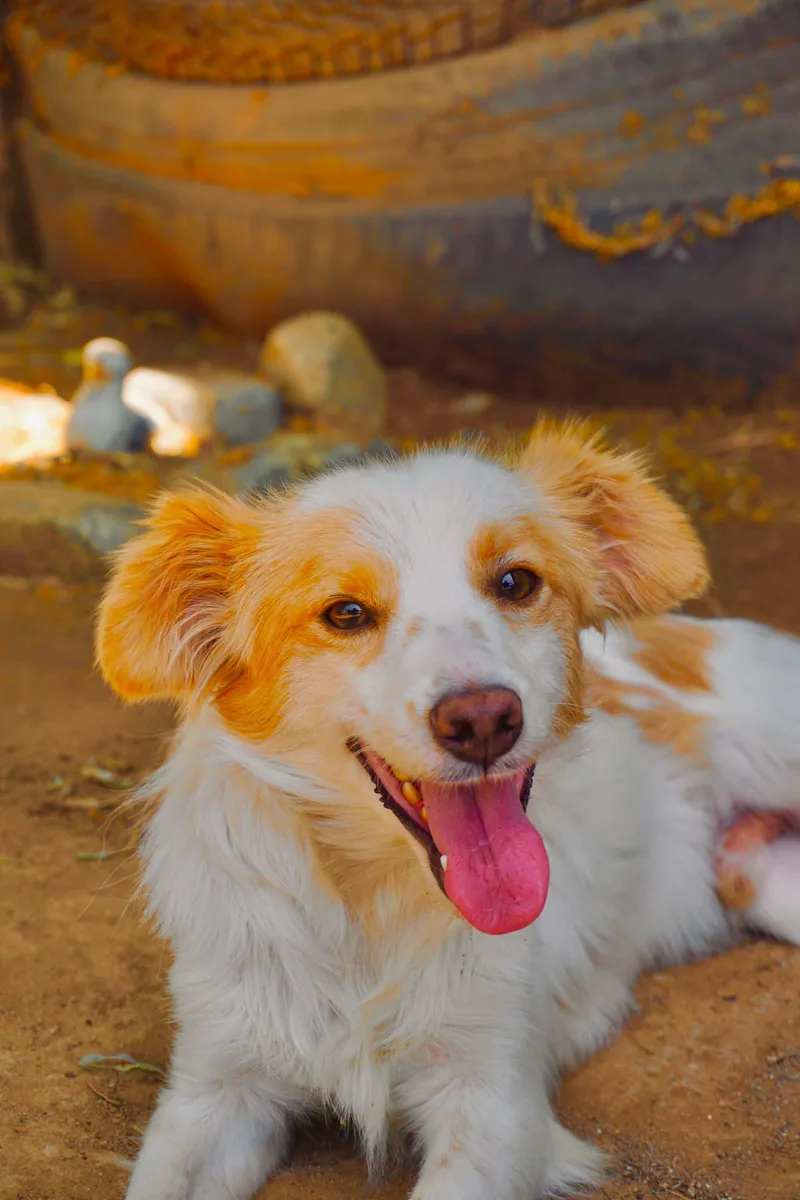 A young small-sized male Cavalier King Charles Spaniel dog named Josh for adoption in San Diego, CA