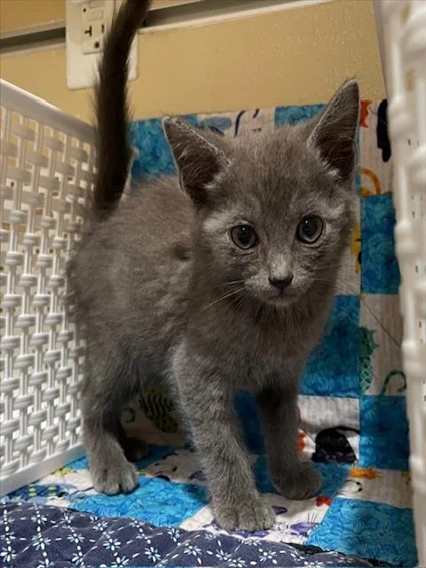 A young small-sized male Domestic Short Hair cat named Robby for adoption in Riverside, CA
