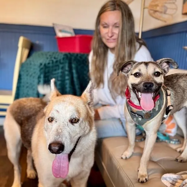 An adult large-sized male Yellow / Tan / Blond / Fawn German Shepherd Dog dog named Hanky Pank for adoption in Friendswood, TX