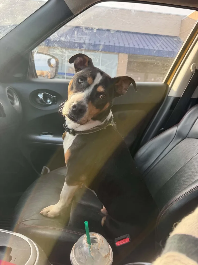 A young medium-sized male Pit Bull Terrier dog named Sammy for adoption in Carmel, NY