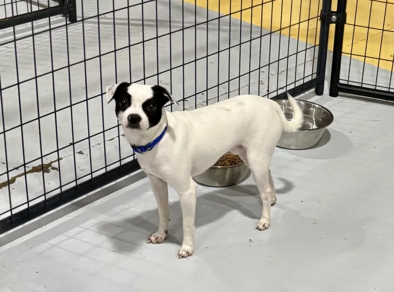 A young small-sized male Chihuahua dog named Bandit for adoption in Owensboro, KY