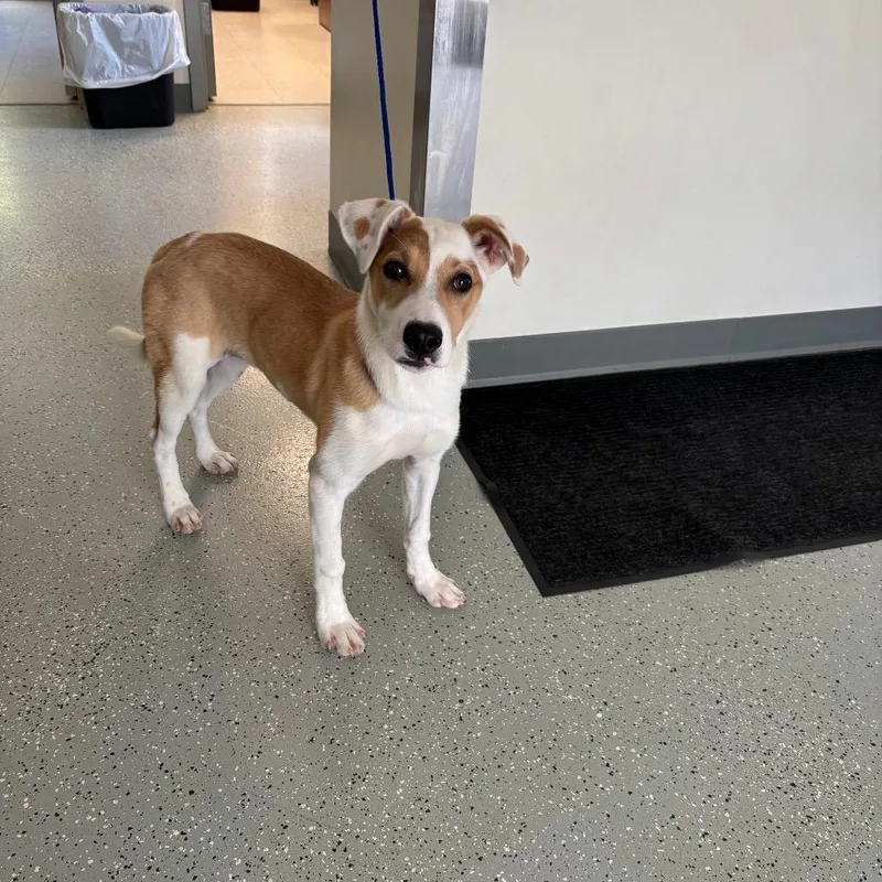 A baby large-sized female White / Cream Hound dog named Pippy for adoption in Galax, VA