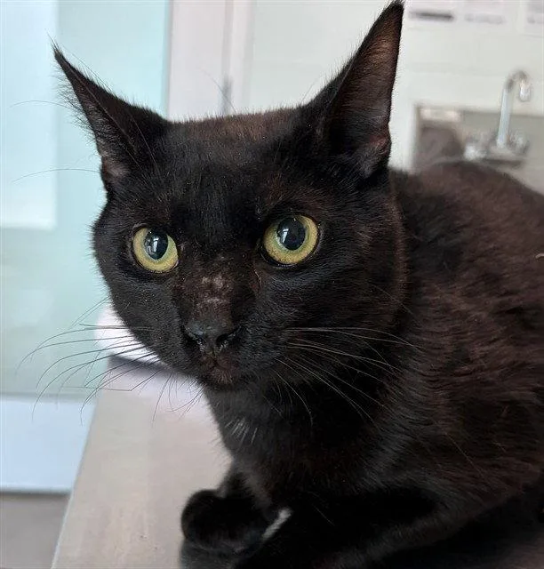 An adult large-sized male Black Domestic Short Hair cat named Gilded Age for adoption in Tavares, FL