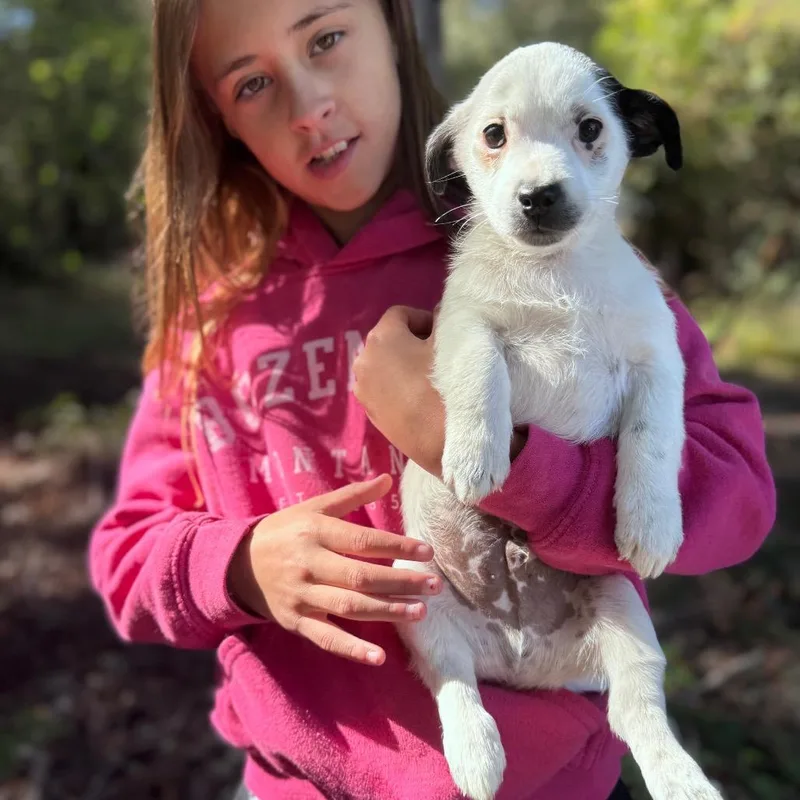 A baby small-sized male Terrier dog named Frankenstein for adoption in Tacoma, WA