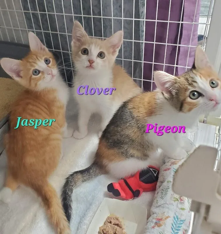 A baby medium-sized female Domestic Short Hair cat named Pigeon for adoption in Diamond Springs, CA