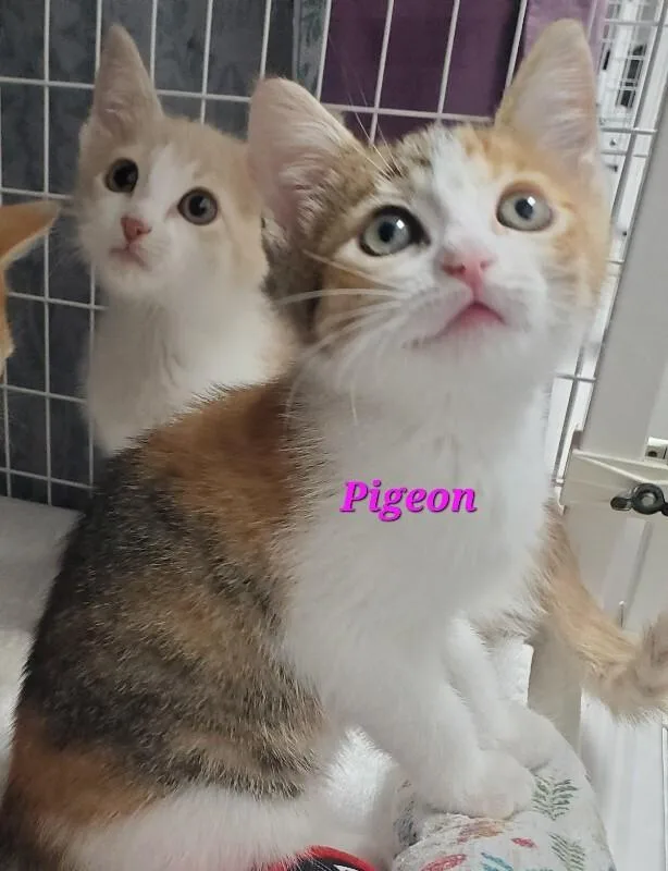 Pigeon thumbnail 2