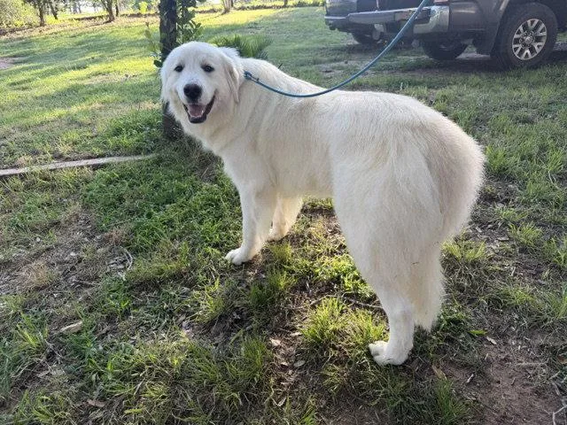 An adult large-sized female Great Pyrenees dog named Magnolia for adoption in Bend, OR