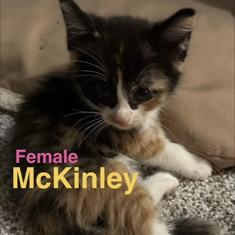 A baby small-sized female Calico Domestic Medium Hair cat named McKinley for adoption in Wichita, KS