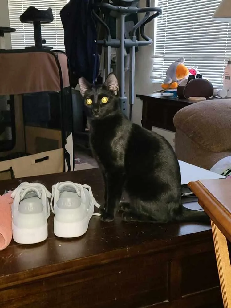 A young medium-sized male Black Domestic Short Hair cat named Arnold for adoption in Lancaster, CA