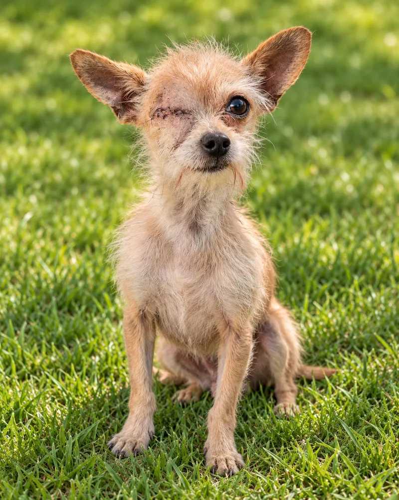 An adult small-sized male Terrier dog named Gizmo for adoption in Georgetown , CA