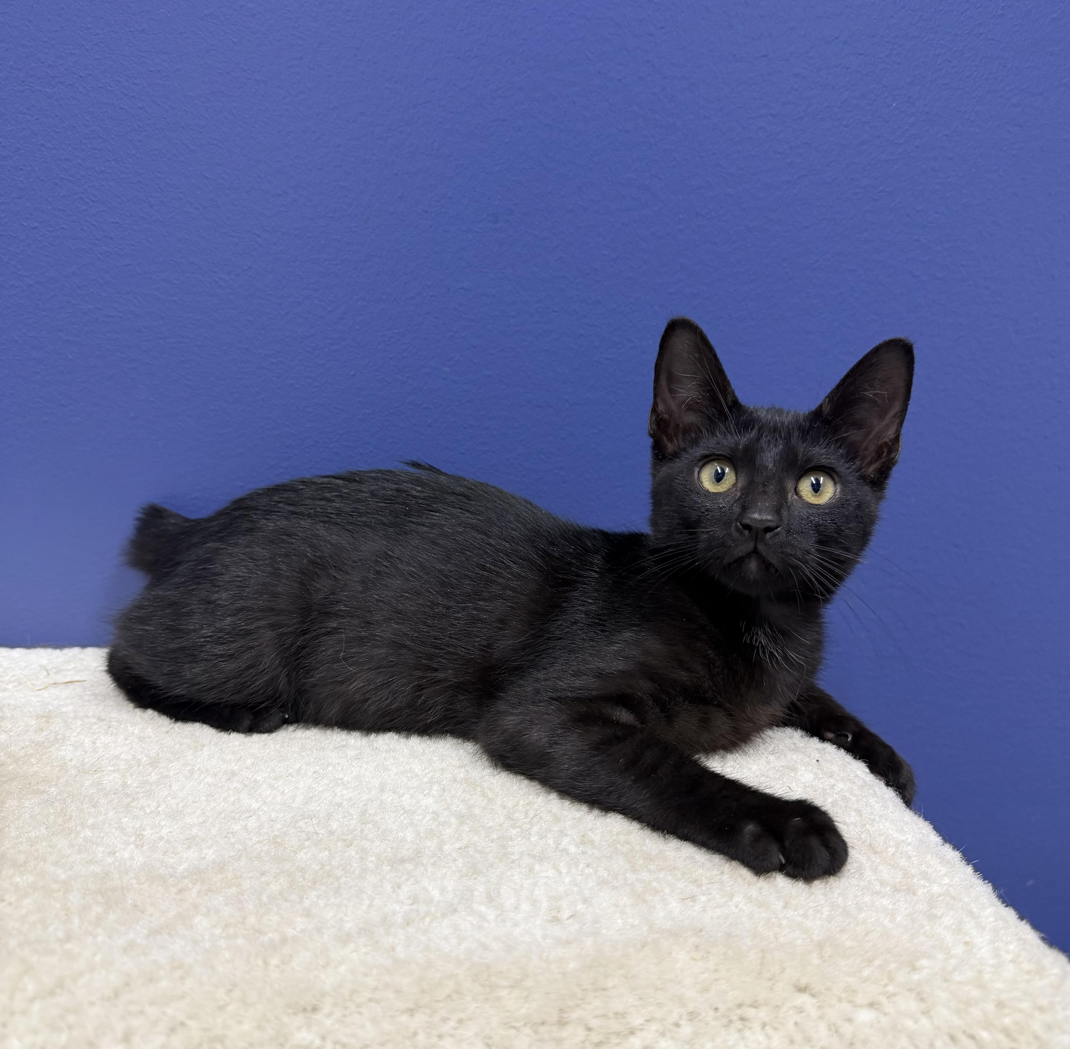 A baby medium-sized female Black American Bobtail cat named Blair for adoption in High Ridge, MO