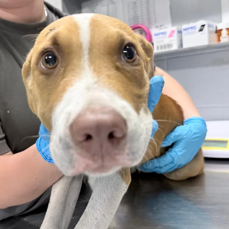A baby small-sized male Mixed Breed dog named McChicken for adoption in Summerville, SC