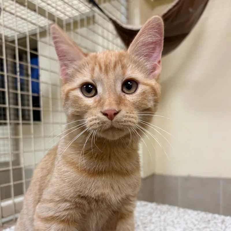 A baby medium-sized male Domestic Short Hair cat named Julian for adoption in Kerrville, TX