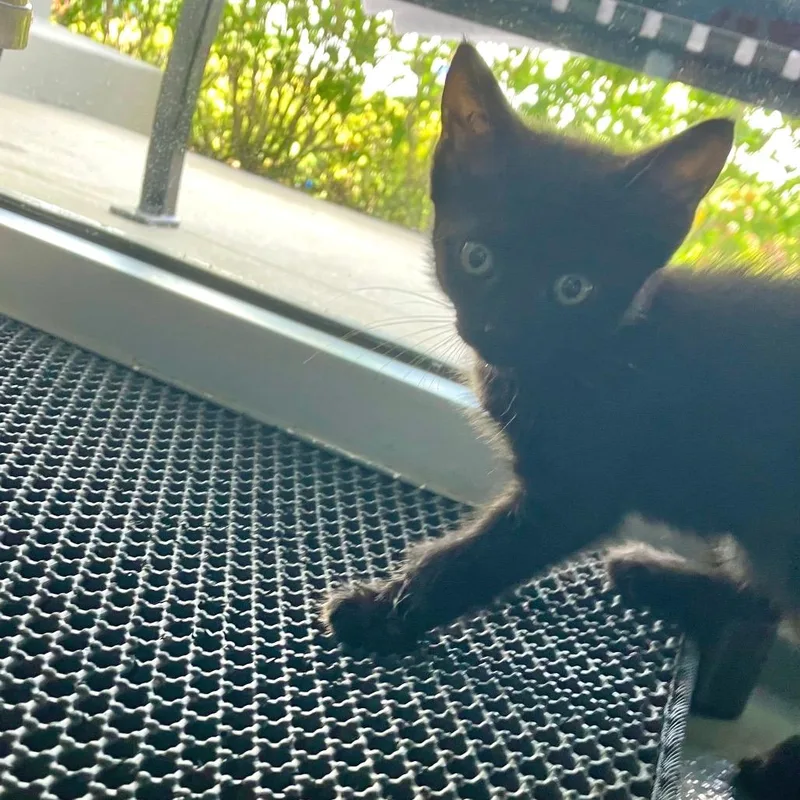 A baby small-sized male Black Domestic Short Hair cat named Maximus for adoption in Naples, FL