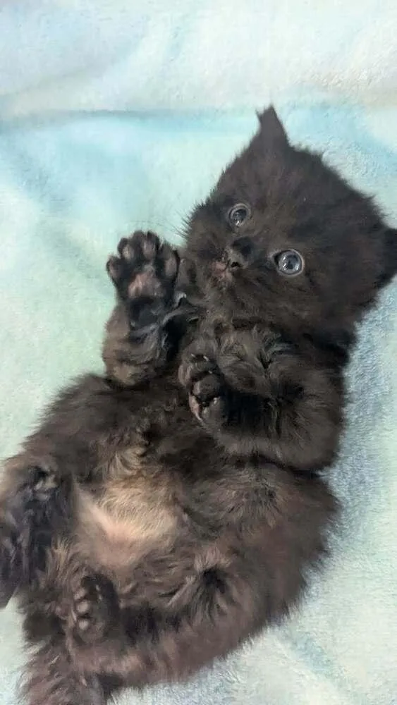 A baby small-sized male Black Domestic Long Hair cat named T'challa for adoption in Calimesa, CA