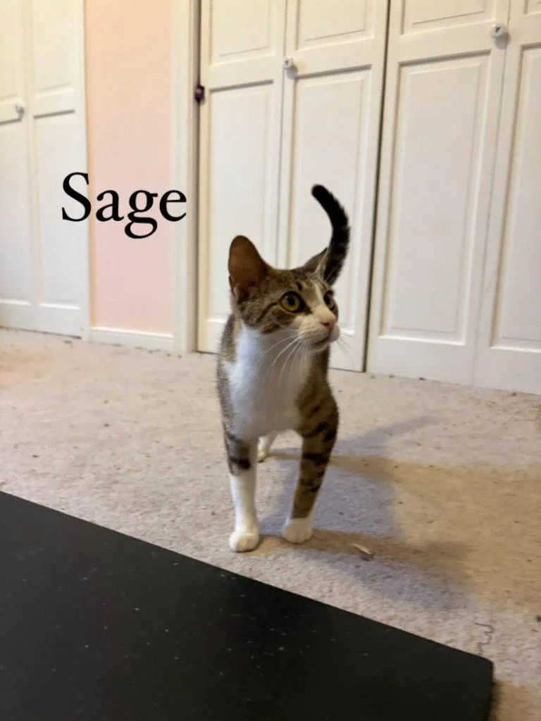 Sage