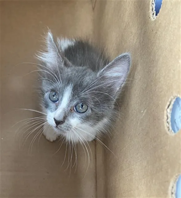 A baby medium-sized female Domestic Short Hair cat named Whimsy for adoption in Dallas, TX