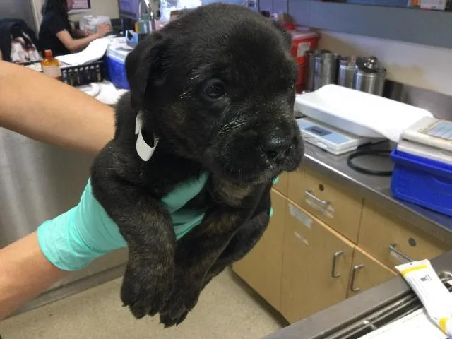 A young small-sized female German Shepherd Dog dog named Nova for adoption in Riverside, CA