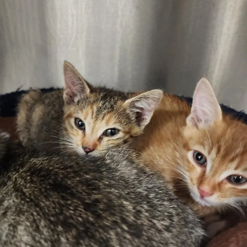 A baby small-sized female Calico Domestic Short Hair cat named Macy for adoption in Evensville, TN