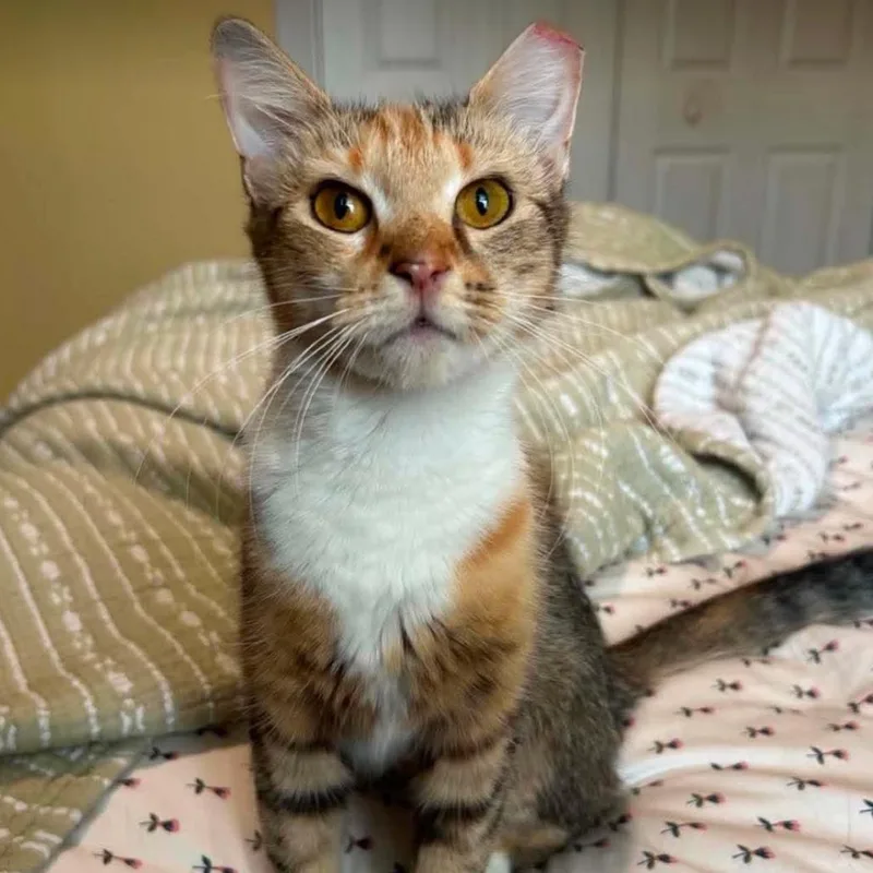 A young small-sized female Brown / Chocolate Domestic Short Hair cat named Guinevere for adoption in Woodbury, NJ