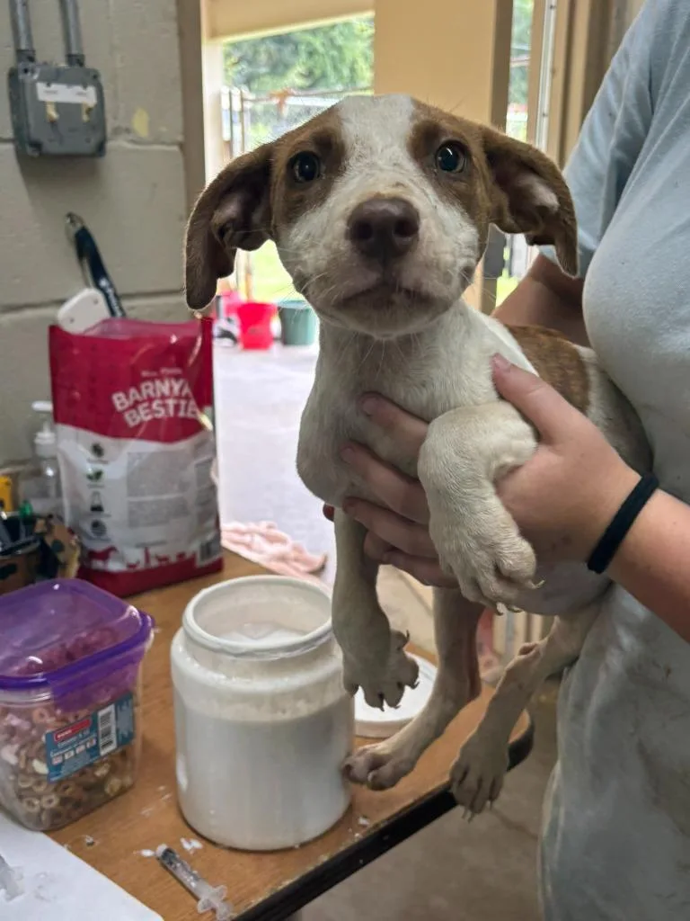 A baby medium-sized female Pit Bull Terrier dog named Clarabell for adoption in Swainsboro, GA