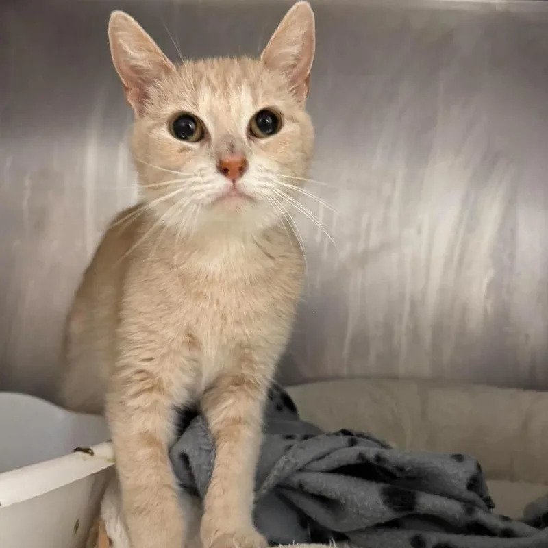 A young medium-sized female Buff / Tan / Fawn Domestic Short Hair cat named Ivory for adoption in Edwardsville, IL