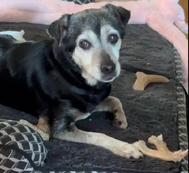A senior small-sized male Terrier dog named Luka Tx for adoption in Boonton, NJ