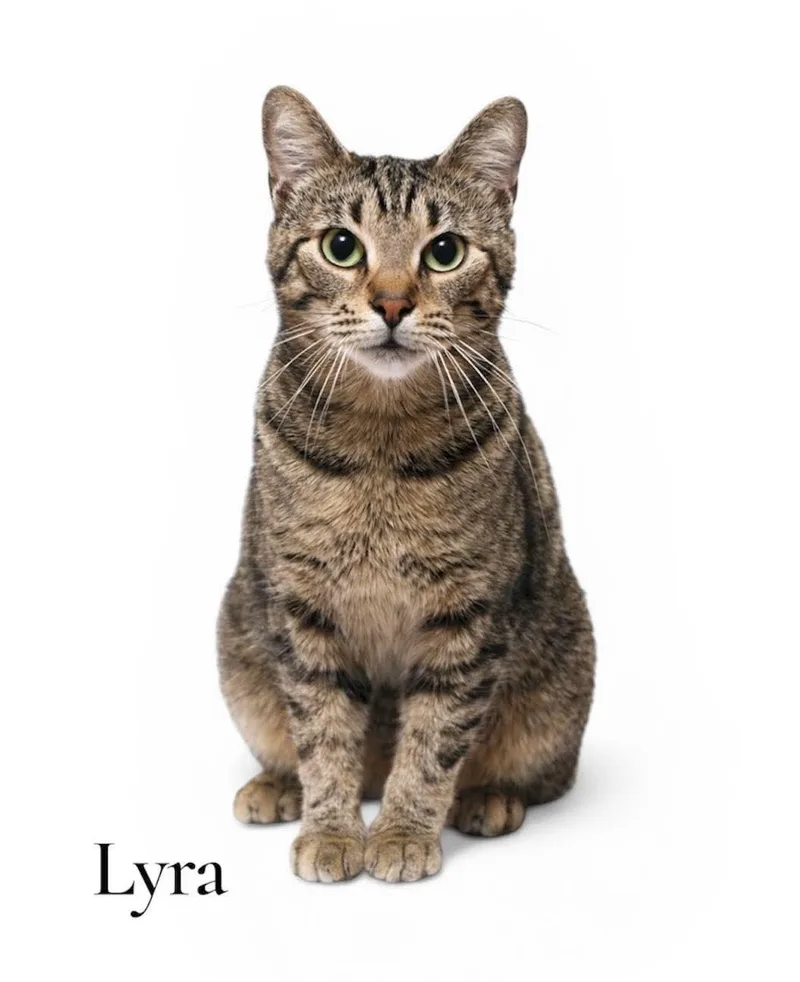 An adult medium-sized female Tabby (Brown / Chocolate) Domestic Short Hair cat named Lyra for adoption in Stevensville, MI