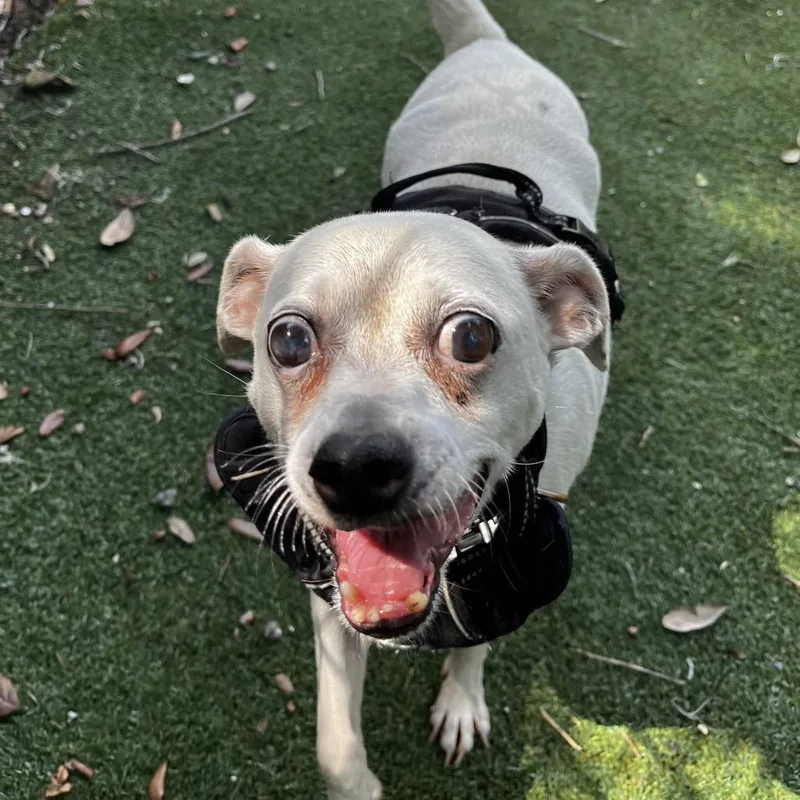 A senior small-sized male Chihuahua dog named Billy for adoption in Lakeland, FL