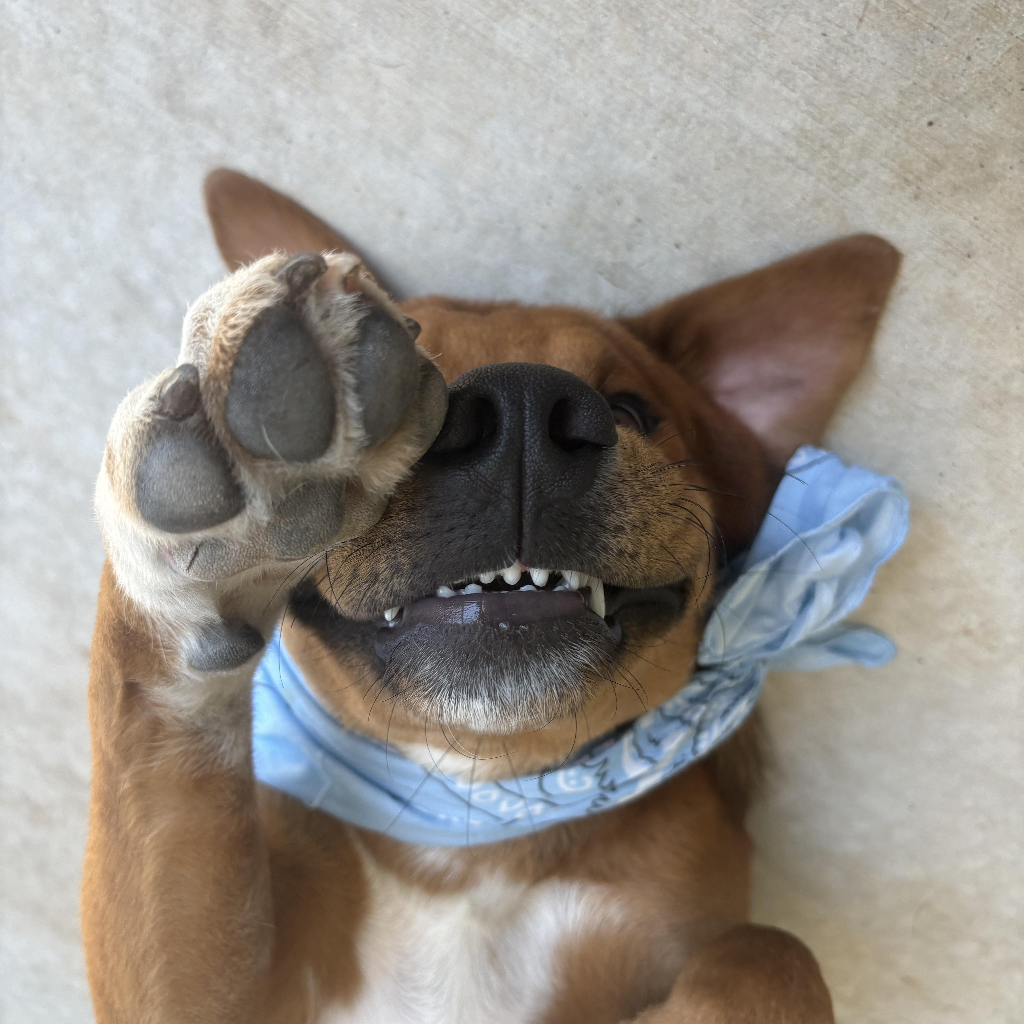 Scooby Doo