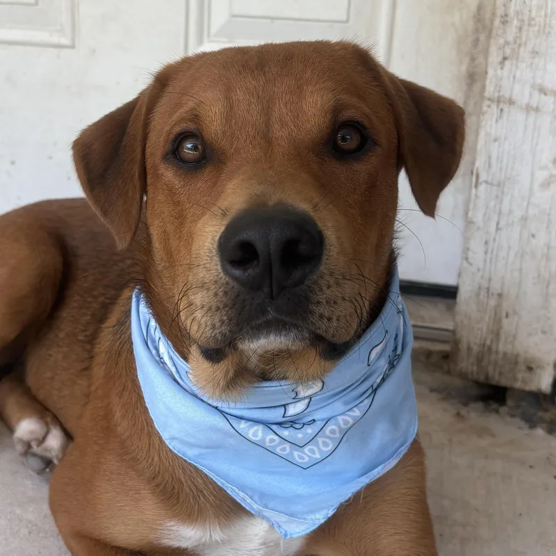 Scooby Doo thumbnail 3