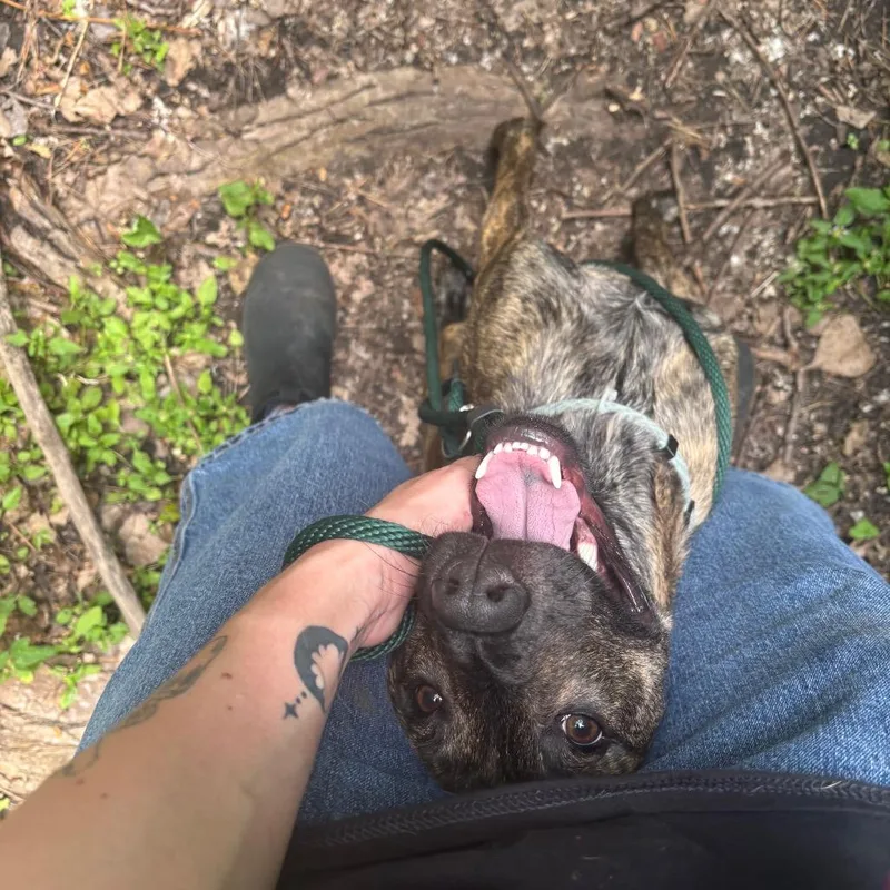 A young medium-sized male Brindle Mixed Breed dog named Koda for adoption in Grand Rapids, MI