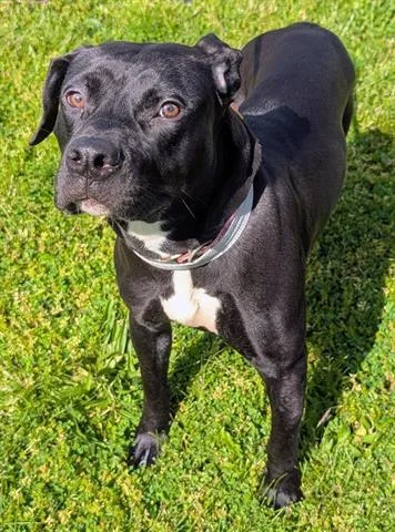 A young medium-sized female Pit Bull Terrier dog named Azalea for adoption in Akron, OH