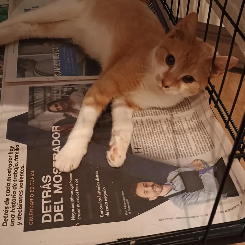 A baby medium-sized male Orange & White Domestic Short Hair cat named Sunny N. Gentle for adoption in New York, NY