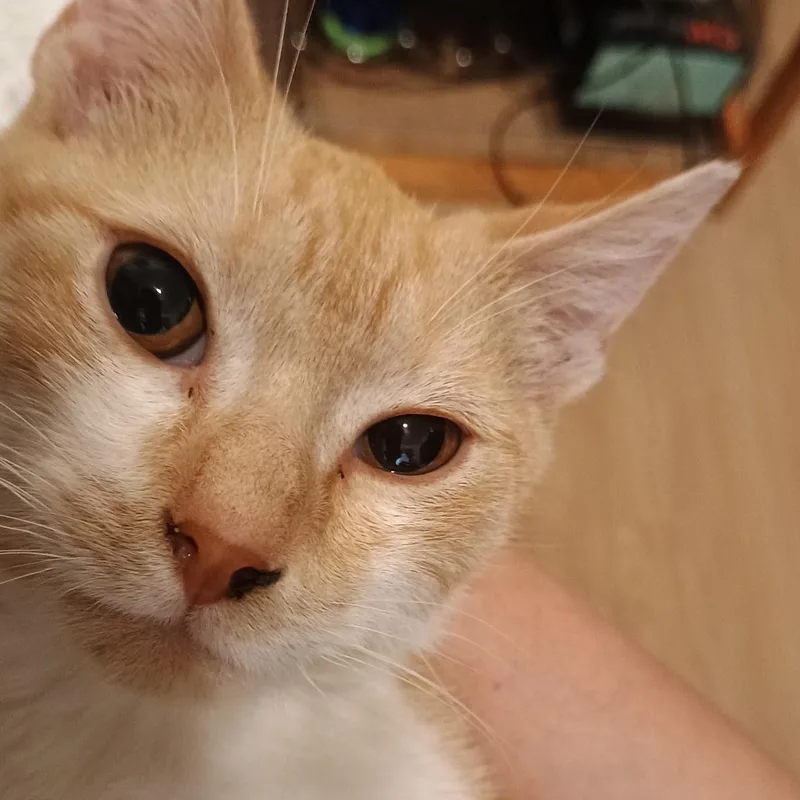 Sunny N.  Gentle thumbnail 2