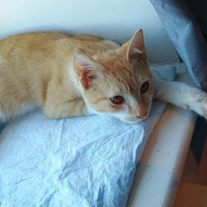 Sunny N.  Gentle thumbnail 5