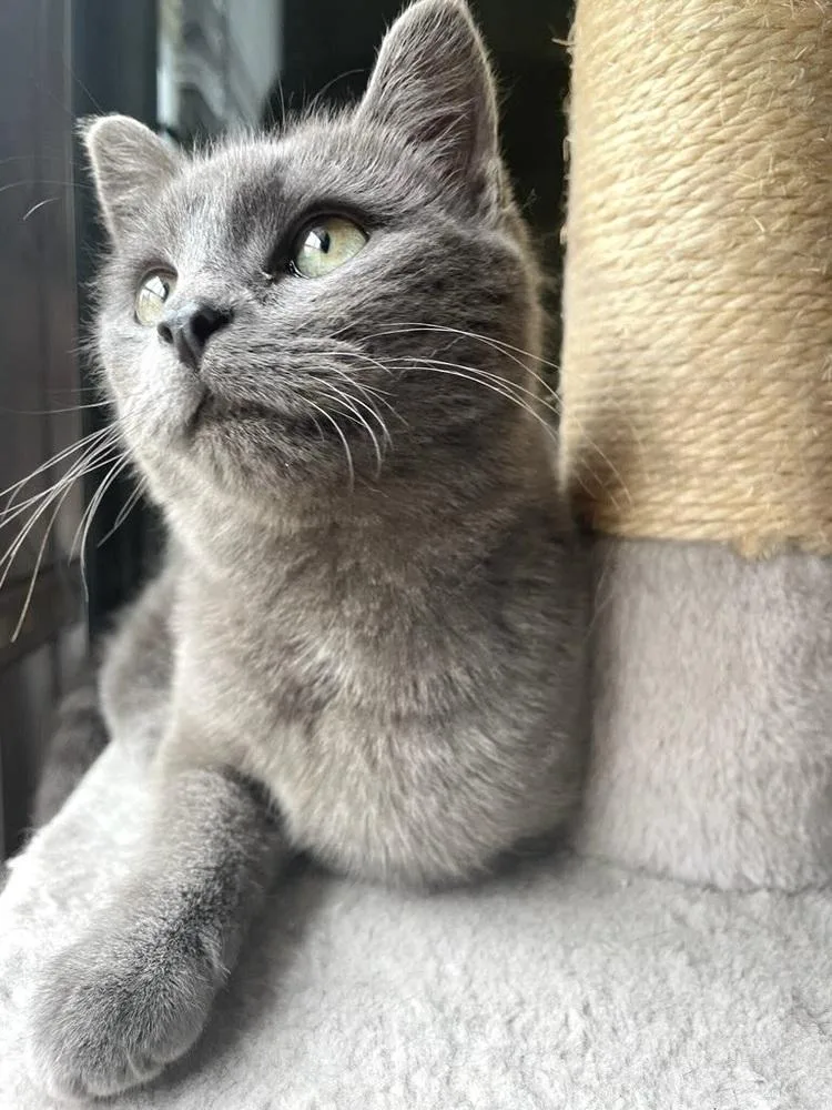 A baby small-sized female Domestic Short Hair cat named Josie for adoption in Patchogue, NY