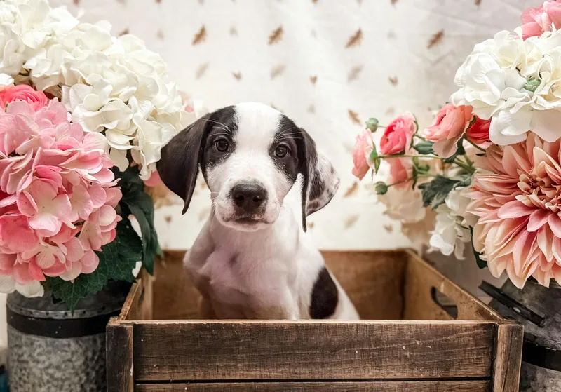 A baby large-sized female Great Dane dog named Libby for adoption in Newberg, OR
