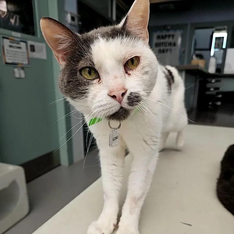 A senior medium-sized male Brown / Chocolate Domestic Short Hair cat named Gizmo for adoption in Lakewood, CO