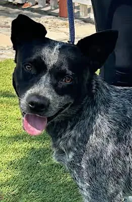 A young medium-sized male Australian Cattle Dog / Blue Heeler dog named Rex for adoption in Santa Ana, CA