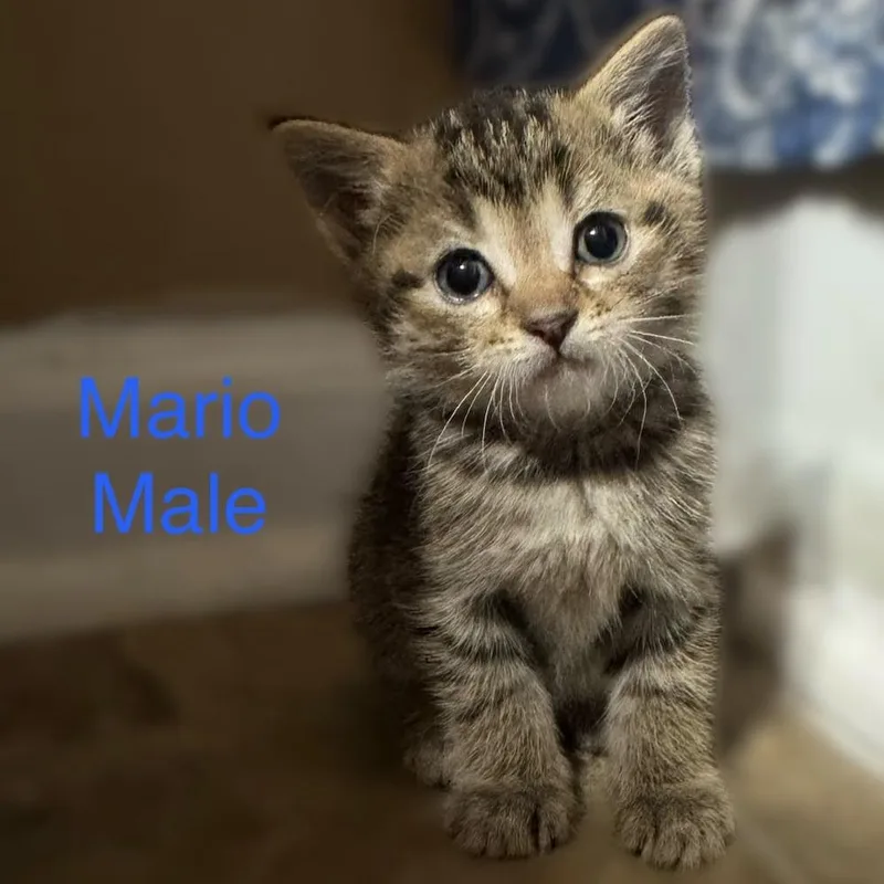 A baby small-sized male Brown / Chocolate Domestic Short Hair cat named Mario for adoption in Winchester, VA