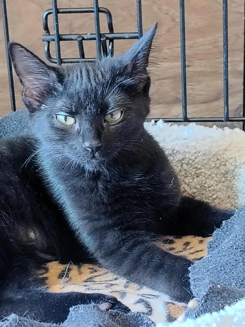 A baby medium-sized male Black Domestic Short Hair cat named Omar for adoption in Bothell, WA