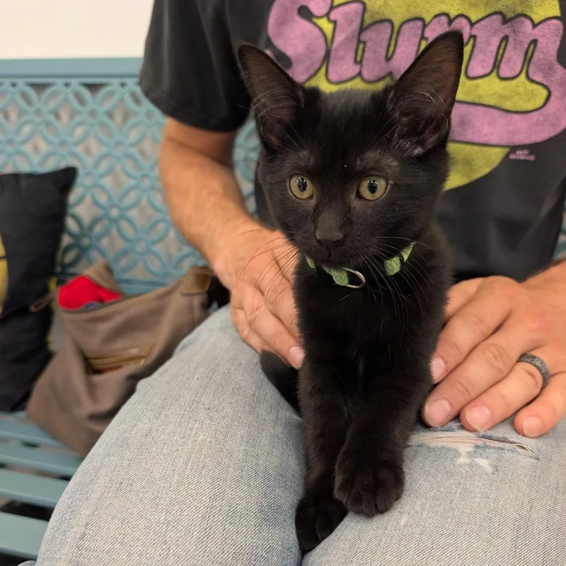 A baby small-sized female Black Domestic Short Hair cat named Cinderpaw for adoption in Wheeling, IL